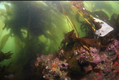 giant barnacles under the kelp