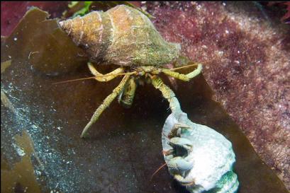 hermit crabs