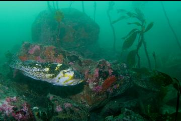 COPPER ROCKFISH