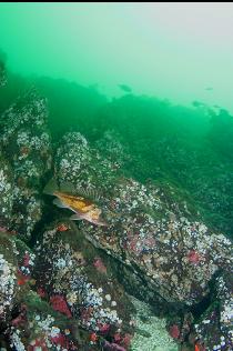 COPPER ROCKFISH