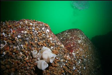 small cloud sponge