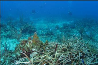 CORAL WITH DIVERS IN BACKGROUND