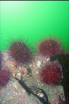 COPPER ROCKFISH AND URCHINS