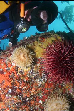 anemones and urchin