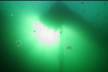 moon jellies under dock