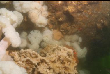 anemones and sponge under overhang