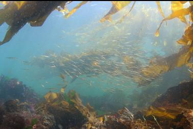 juvenile tube snouts on second dive