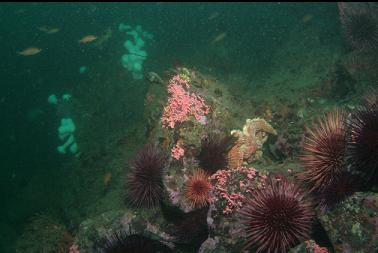 hydrocoral and urchins at base of wall
