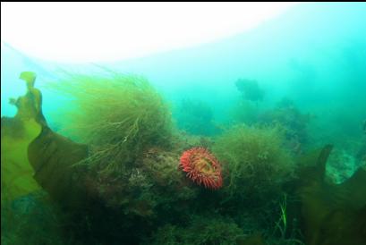 fish-eating anemone on South side of point