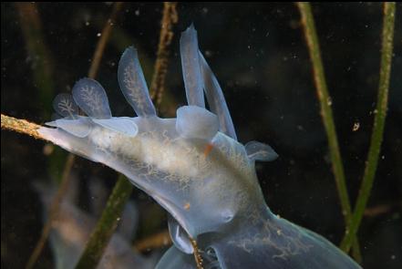 hooded nudibranch