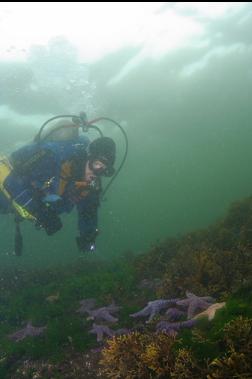 SEASTARS IN SHALLOWS