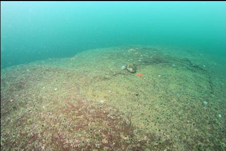 tiny urchins on top of the reef