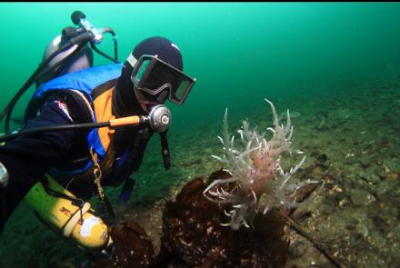 nudibranch on a piece of kelp 30 feet deep