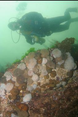 PLUMOSE ANEMONES NEAR SURFACE