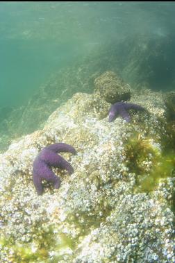 seastars near surface