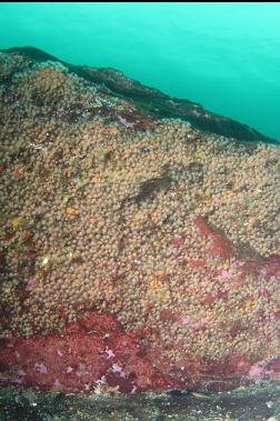 zoanthids on boulder on top of reef