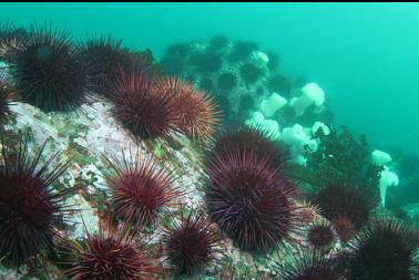  urchins