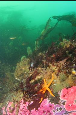 seastar and hydrocorals in shallows