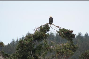 bald eagle