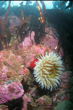 fish-eating anemone