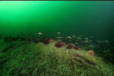 perch over urchins