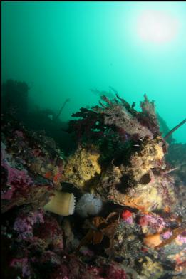 boulders on sewer pipe reef