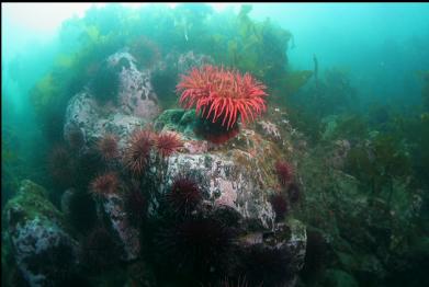 fish-eating anemone