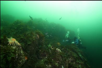 black rockfish and sunflower star