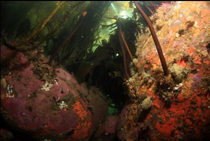 colourful rocks under kelp