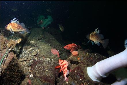 tiger and yelloweye rockfish