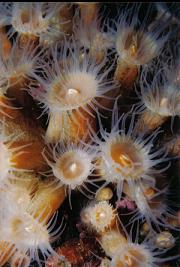 ZOANTHIDS