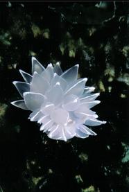 ALABASTER NUDIBRANCH ON KELP