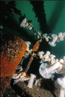 COPPER ROCKFISH AND PLUMOSE ANEMONES