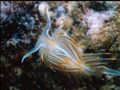 NUDIBRANCH