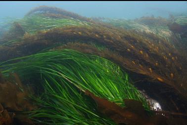 surf grass and feather-boa kelp