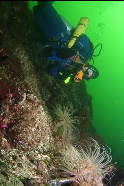 tube-dwelling anemones