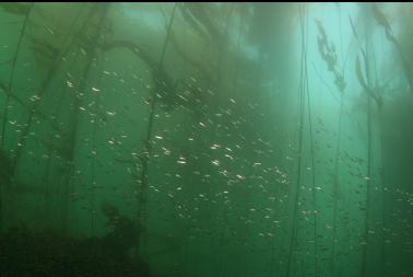 herring in kelp