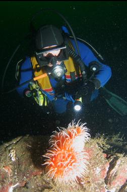 swimming anemones