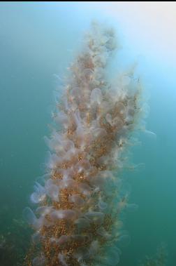 hooded nudibranchs on seaweed