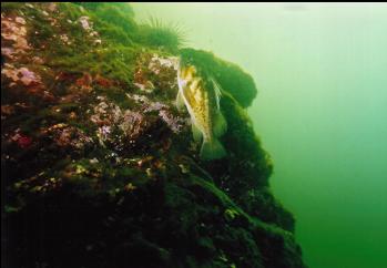 COPPER ROCKFISH