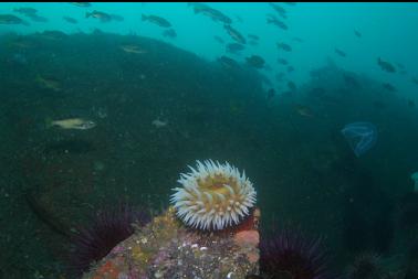 fish-eating anemone at base of wall 100 feet deep