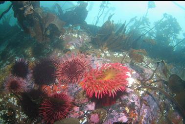 fish-eating anemone and urchins in shallows