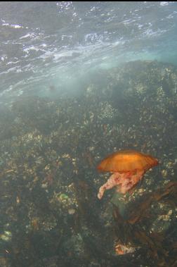 jellyfish at start of dive