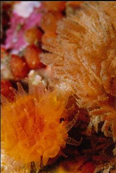 CUP CORAL AND BRYOZOAN