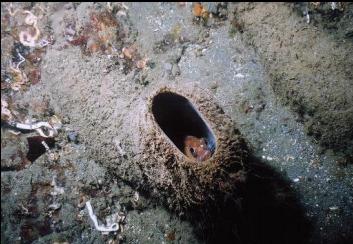 ROCKFISH IN BOOT SPONGE