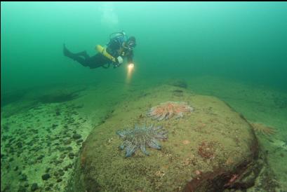 sunflower stars on shallow sandstone