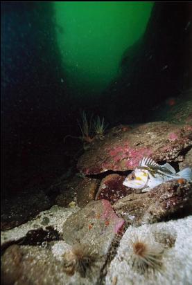 COPPER ROCKFISH IN CANYON