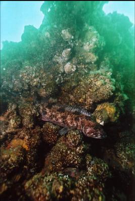 LINGCOD ON WALL