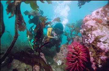 FISH-EATING ANEMONE