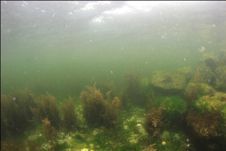 shallows near the beach